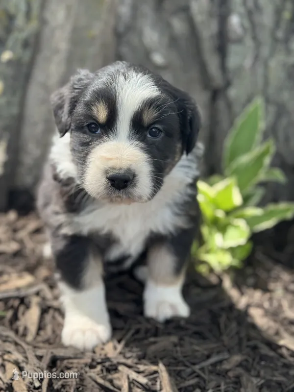 Prince Eric  – Australian Shepherd puppy for sale in Independence, IA