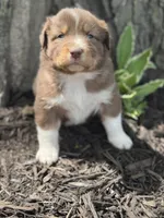 Tarzan, a male Australian Shepherd for sale in Independence, IA – 2 of 4
