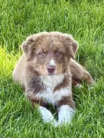 Spanky , a male Australian Shepherd for sale in Independence, IA – 2 of 3