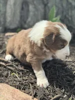 Shrek, a male Australian Shepherd for sale in Independence, IA – 3 of 5