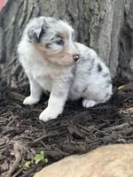 Snow white, a female Australian Shepherd for sale in Independence, IA – 2 of 5