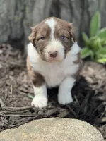 The Beast, a male Australian Shepherd for sale in Independence, IA – 1 of 4