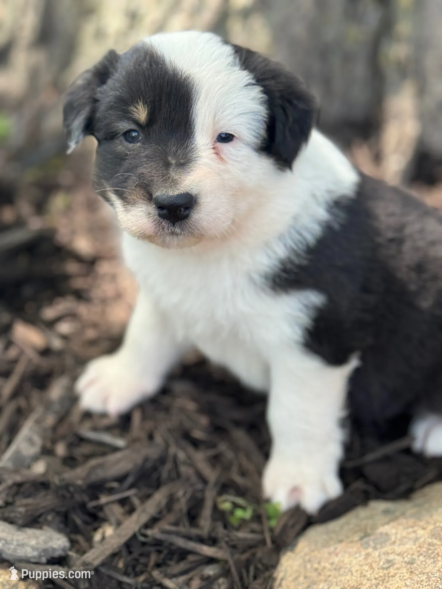 Aladdin , a male Australian Shepherd for sale in Independence, IA – 1 of 4