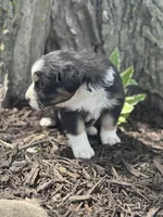 Prince Eric , a male Australian Shepherd for sale in Independence, IA – 3 of 3