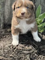 Tarzan, a male Australian Shepherd for sale in Independence, IA – 4 of 4