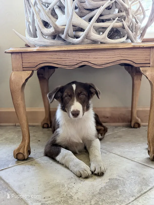 Porky – Australian Shepherd puppy for sale in Independence, IA