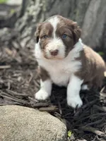 The Beast, a male Australian Shepherd for sale in Independence, IA – 3 of 4