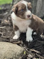 The Beast, a male Australian Shepherd for sale in Independence, IA – 4 of 4
