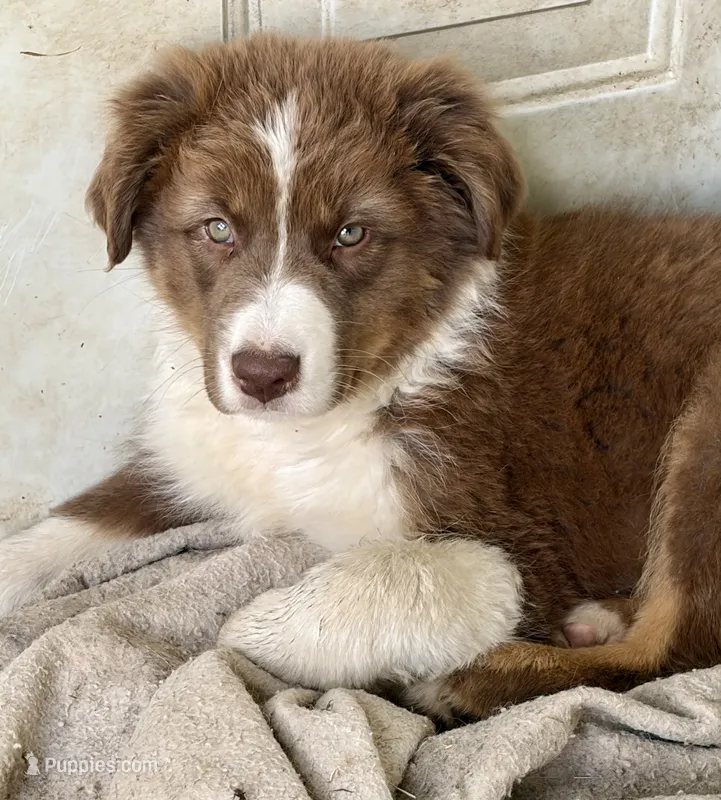 Porky – Australian Shepherd puppy for sale in Independence, IA