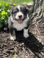 Jasmine , a female Australian Shepherd for sale in Independence, IA – 3 of 3