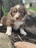 Quasimodo, a male Australian Shepherd for sale in Independence, IA – 2 of 4