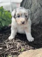 Snow white, a female Australian Shepherd for sale in Independence, IA – 4 of 5