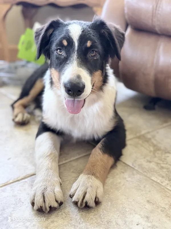 Alfalfa  – Australian Shepherd puppy for sale in Independence, IA