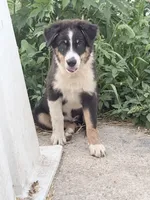 Alfalfa , a male Australian Shepherd for sale in Independence, IA – 4 of 5