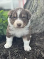 Mad hatter, a male Australian Shepherd for sale in Independence, IA – 2 of 2