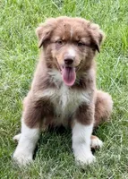Spanky , a male Australian Shepherd for sale in Independence, IA – 1 of 1