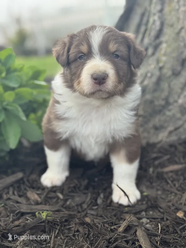 Mad hatter – Australian Shepherd puppy for sale in Independence, IA