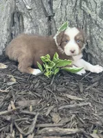Shrek, a male Australian Shepherd for sale in Independence, IA – 5 of 5
