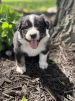 Jasmine , a female Australian Shepherd for sale in Independence, IA – 2 of 3