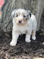 Snow white, a female Australian Shepherd for sale in Independence, IA – 3 of 5