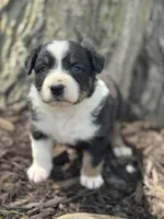 Prince Charming, a male Australian Shepherd for sale in Independence, IA – 2 of 5