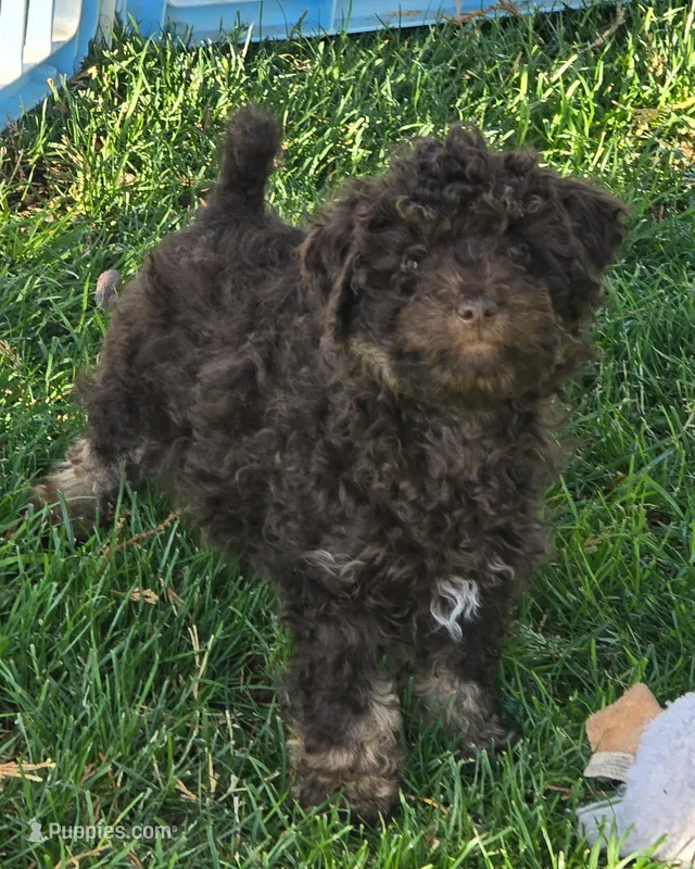 Chuckie – Poodle - Toy  puppy for sale in Central Point, OR