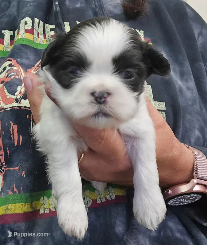 Sunny  – Shih Tzu puppy for sale in Central Point, OR