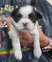 Sunny , a female Shih Tzu for sale in Central Point, OR – 1 of 1