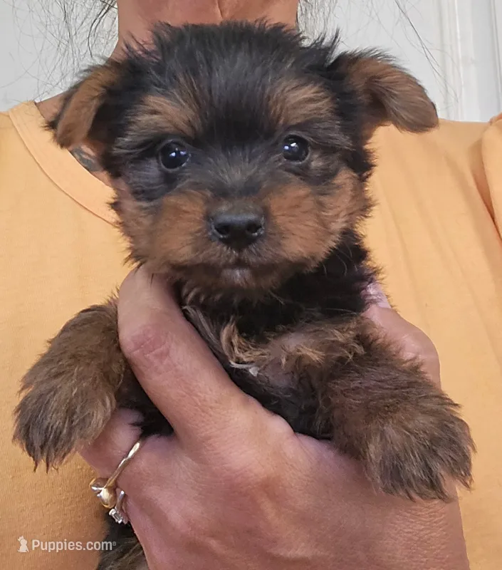 Frankie  – Yorkshire Terrier puppy for sale in Central Point, OR