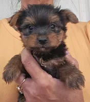 Frankie , a male Yorkshire Terrier for sale in Central Point, OR – 1 of 1
