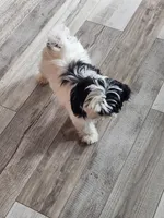 Jasmine , a female Shih Tzu for sale in Central Point, OR – 2 of 3