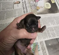 Starling , a female Shih Tzu for sale in Central Point, OR – Photo 1 of 2