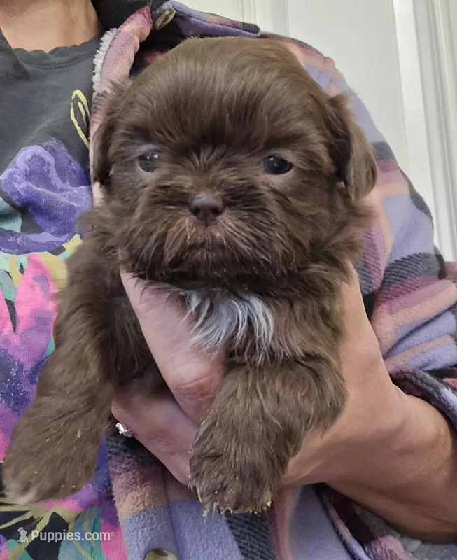 Starling  – Shih Tzu puppy for sale in Central Point, OR
