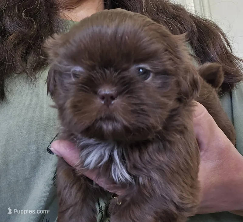 Starling  – Shih Tzu puppy for sale in Central Point, OR