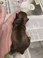 Starling , a female Shih Tzu for sale in Central Point, OR – Photo 2 of 2