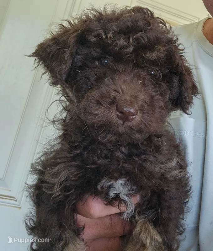 Chuckie – Poodle - Toy  puppy for sale in Central Point, OR