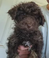 Chuckie, a male Poodle - Toy  for sale in Central Point, OR – 1 of 1