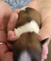 Starr , a female Shih Tzu for sale in Central Point, OR – 2 of 2