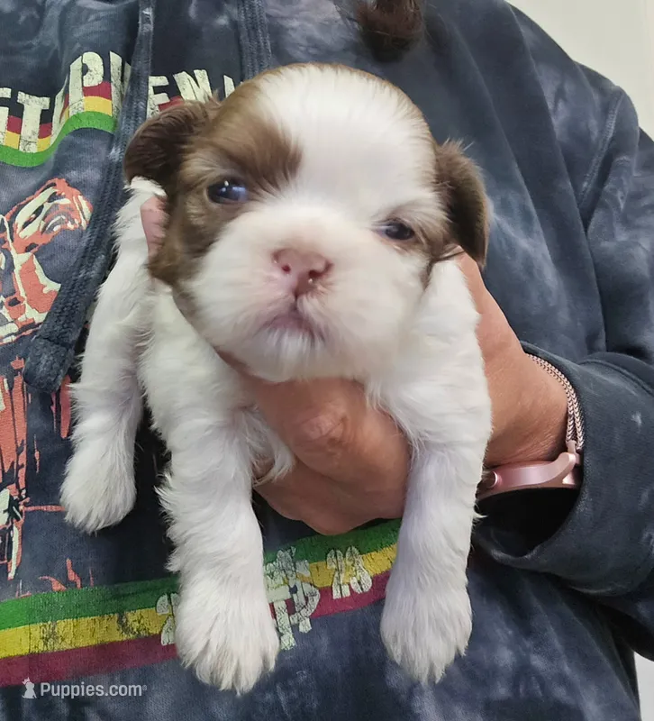 Baxter  – Shih Tzu puppy for sale in Central Point, OR