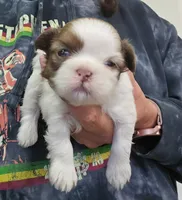 Baxter , a male Shih Tzu for sale in Central Point, OR – 1 of 1