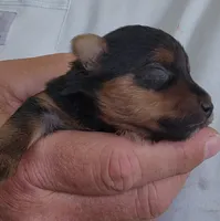 Frankie , a male Yorkshire Terrier for sale in Central Point, OR – 2 of 2
