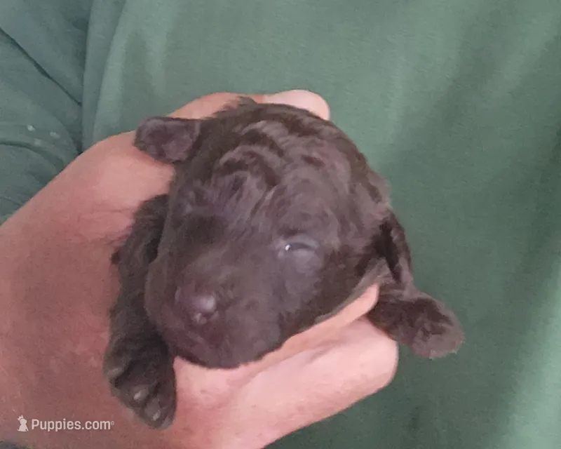 Chiquita  – Poodle - Toy  puppy for sale in Central Point, OR