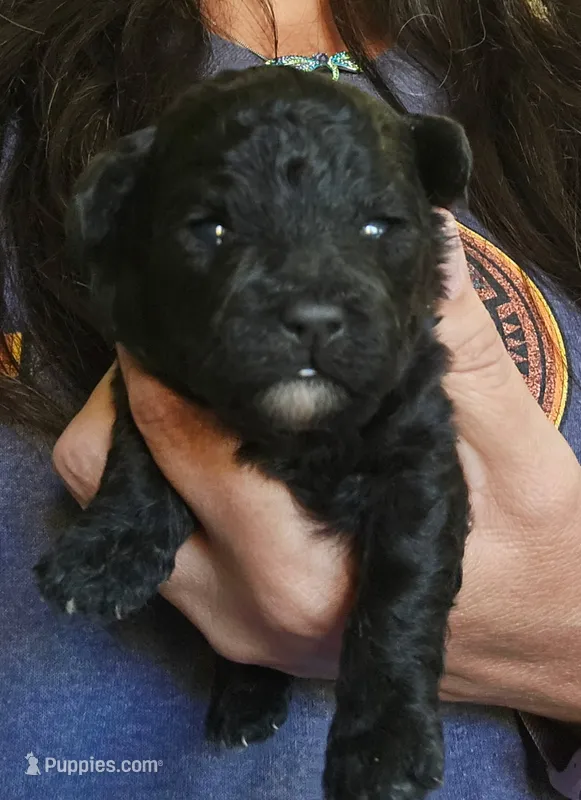 Harley  – Shih Tzu, Poodle - Toy  puppy for sale in Central Point, OR