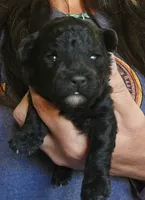 Harley , a male Shih Tzu and Poodle - Toy  for sale in Central Point, OR – 1 of 1