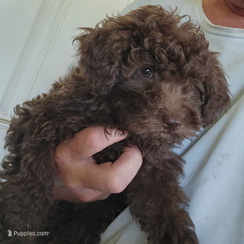 Chiquita  – Poodle - Toy  puppy for sale in Central Point, OR