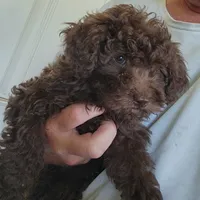 Chiquita , a female Poodle - Toy  for sale in Central Point, OR – 1 of 1