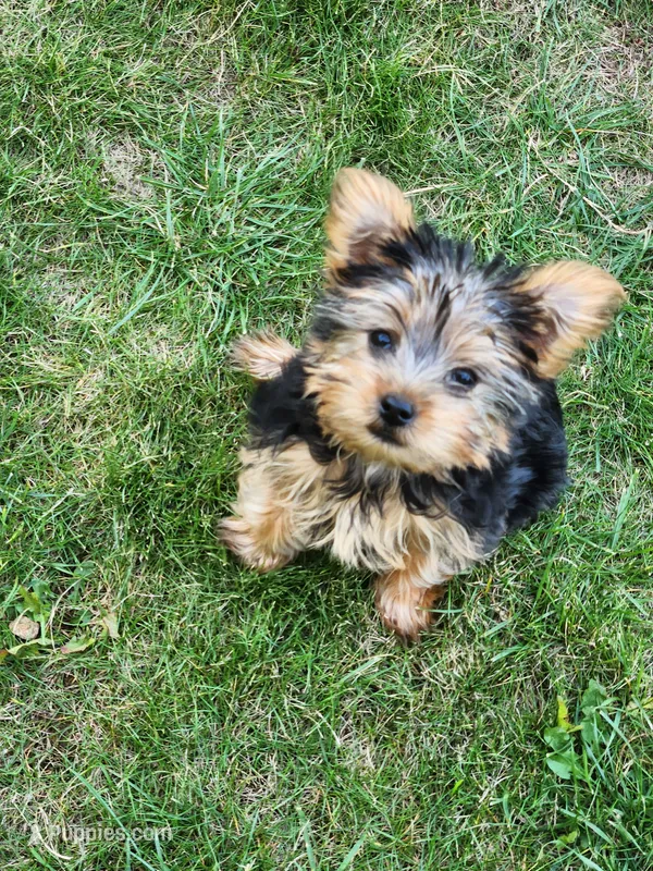 Archie  – Yorkshire Terrier puppy for sale in Central Point, OR