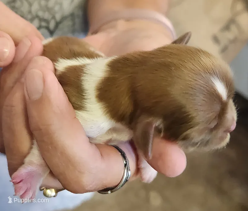 Brian  – Shih Tzu puppy for sale in Central Point, OR