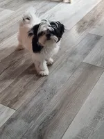 Jasmine , a female Shih Tzu for sale in Central Point, OR – 3 of 3