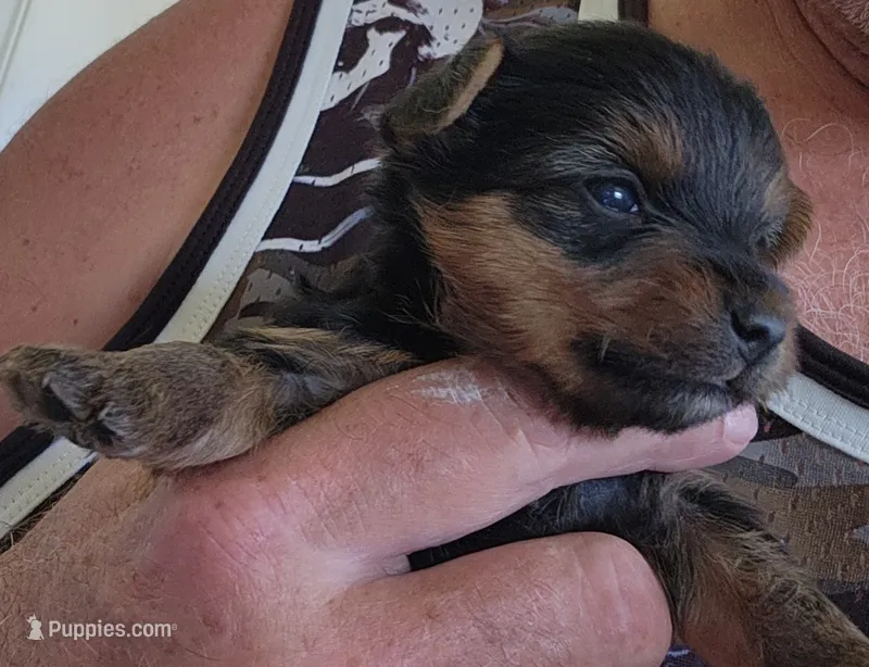 Frankie  – Yorkshire Terrier puppy for sale in Central Point, OR